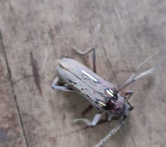 Gusano cogollero